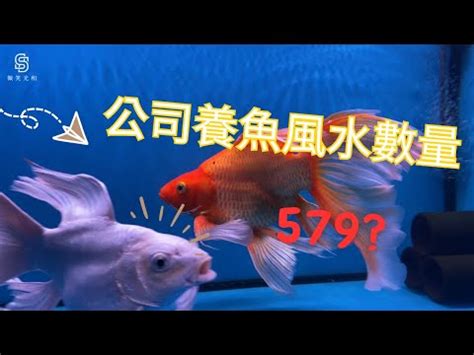 魚要養幾隻|2024年魚缸養魚數量吉凶解析